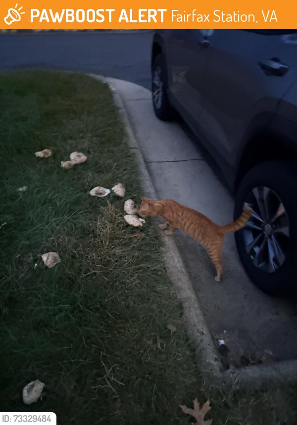 Found/Stray Male Cat last seen Glasgow Woods Ct., Fairfax Station, VA 22032
