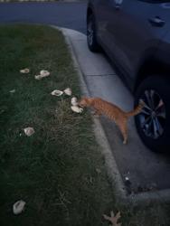 Found/Stray Male Cat last seen Glasgow Woods Ct., Fairfax Station, VA 22032