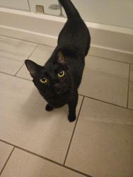 Lost Female Cat last seen Midtown 5, Miami, FL 33137