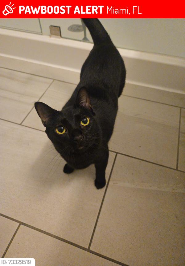 Lost Female Cat last seen Midtown 5, Miami, FL 33137