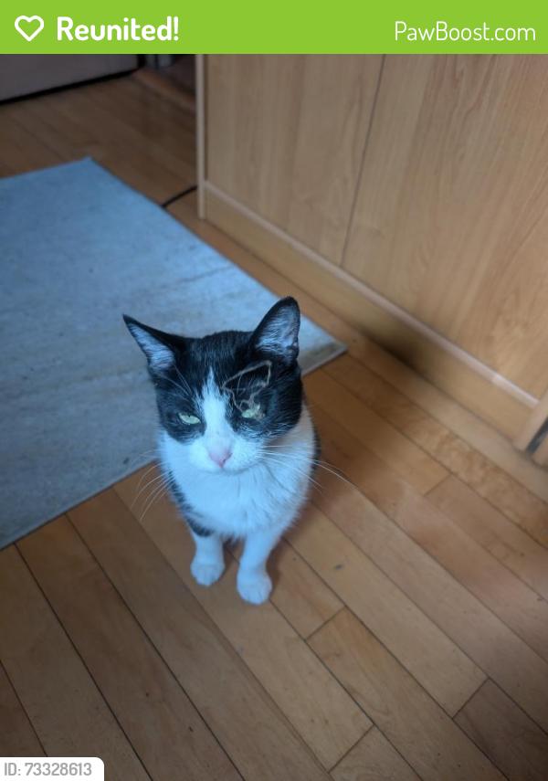 Reunited Female Cat last seen Irving -Central Ave., Chicago, IL 60634