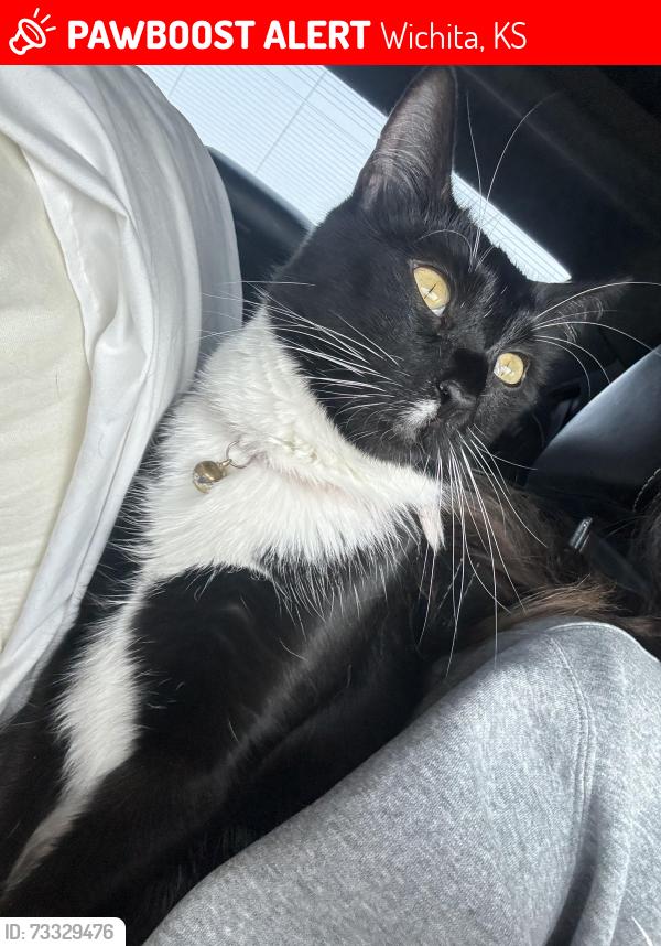 Lost Female Cat last seen Walmart on Pawnee, Wichita, KS 67211