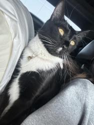 Lost Female Cat last seen Walmart on Pawnee, Wichita, KS 67211