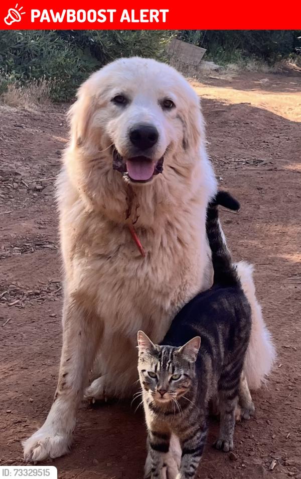 Lost Female Dog last seen Brownsville Cemetary, Challenge-Brownsville, CA 95919