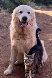Lost Female Dog last seen Brownsville Cemetary, Challenge-Brownsville, CA 95919