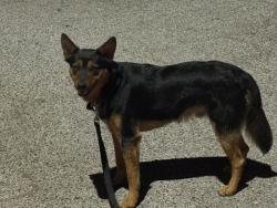 Found/Stray Unknown Dog last seen Fremont and Georgia ave, Oklahoma City, OK 73120