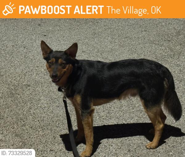 Found/Stray Unknown Dog last seen Fremont and Georgia ave, Oklahoma City, OK 73120