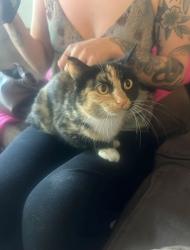Found/Stray Female Cat last seen Jory Trail at The Grove Apartments, Wilsonville, OR 97070