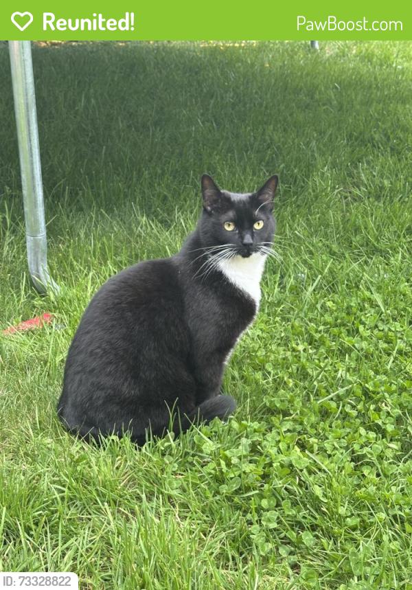 Reunited Female Cat last seen Settlers Park at Port Coquitlam, Port Coquitlam, BC V3C 5Z2