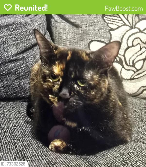 Reunited Female Cat last seen Morville cresent, North Ayrshire, Scotland 