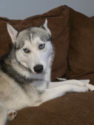 Found/Stray Female Dog last seen Near W Jefferson St, Grand Prairie, TX 75051, Grand Prairie, TX 75051