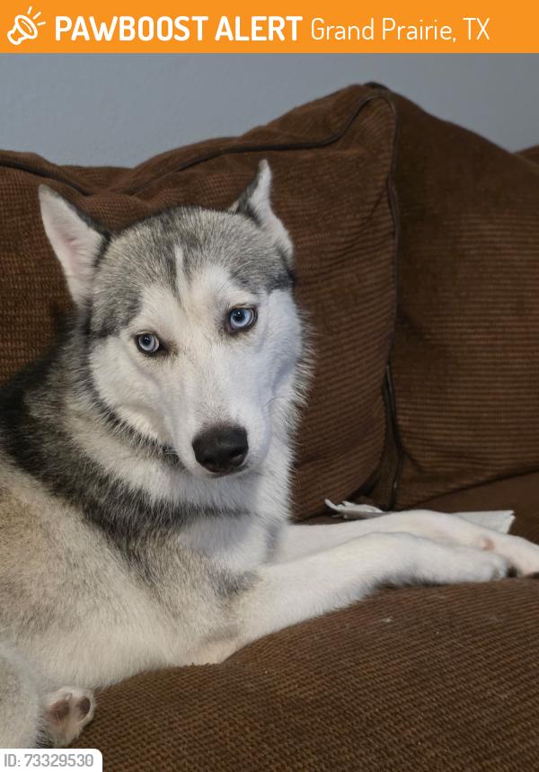 Found/Stray Female Dog last seen Near W Jefferson St, Grand Prairie, TX 75051, Grand Prairie, TX 75051