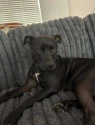 Found/Stray Female Dog last seen Island Point Rd, Lake Norman of Catawba, NC 28673