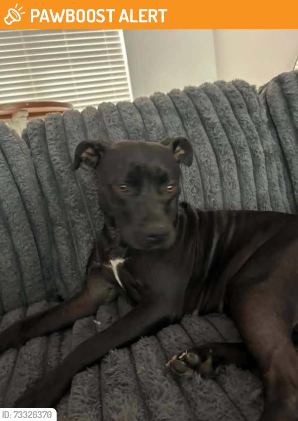 Found/Stray Female Dog last seen Island Point Rd, Lake Norman of Catawba, NC 28673
