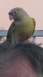 Reunited Unknown Bird last seen N Chason Way & Ohio Ave, San Bernardino, CA 92407, USA, San Bernardino, CA 92407
