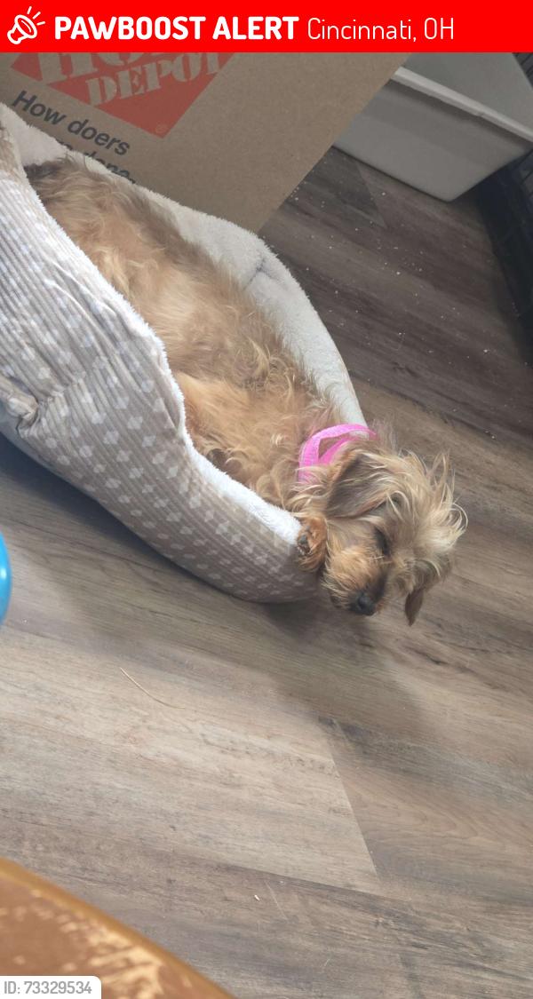 Lost Female Dog last seen Graf drive, Cincinnati, OH 45230
