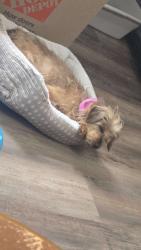 Lost Female Dog last seen Graf drive, Cincinnati, OH 45230
