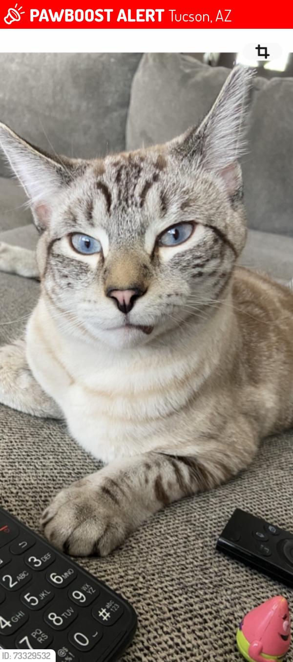 Lost Male Cat last seen Kolb and I-10, Tucson, AZ 85756