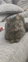 Lost Female Cat last seen Windsor Circle, Holden, MA 01522