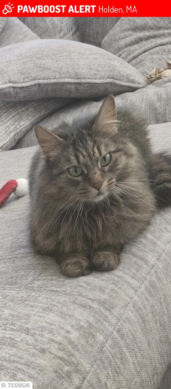 Lost Female Cat last seen Windsor Circle, Holden, MA 01522