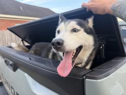 Reunited Male Dog last seen Cottage hill, Mobile, AL 36695
