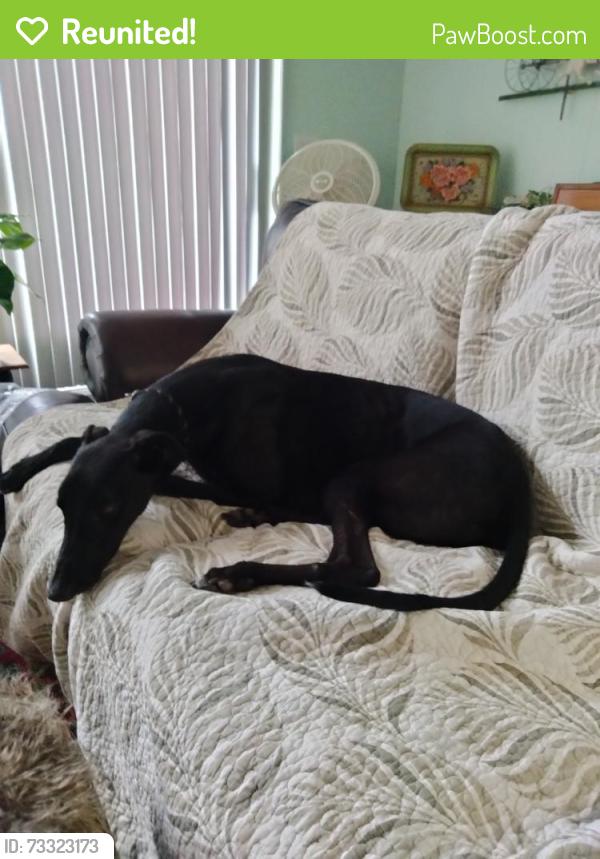 Reunited Male Dog last seen Pisgah Shadows at Stoney Brook Road, Hendersonville, Hendersonville, NC 28739