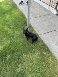 Found/Stray Male Dog last seen Gas Station, Renton, WA 98056