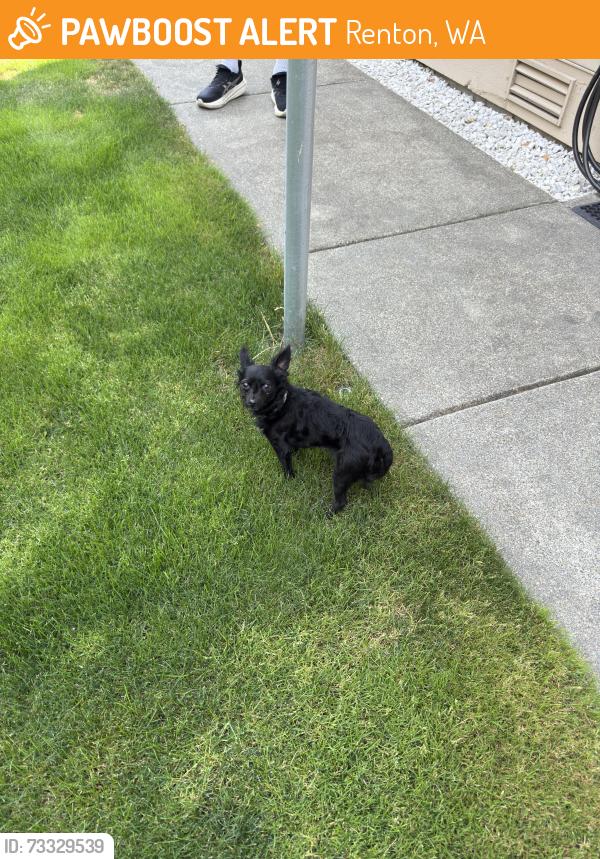Found/Stray Male Dog last seen Gas Station, Renton, WA 98056