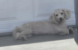 Found/Stray Unknown Dog last seen Eastman/ Meisner, Los Angeles, CA 90063