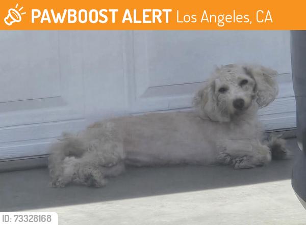Found/Stray Unknown Dog last seen Eastman/ Meisner, Los Angeles, CA 90063
