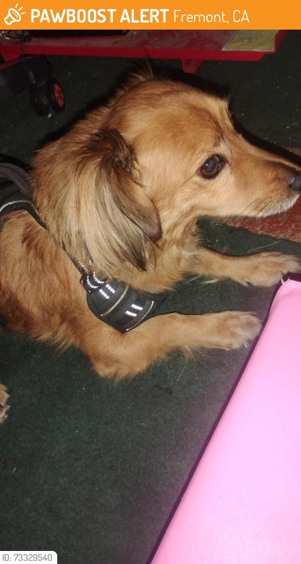 Found/Stray Unknown Dog last seen Food max, target running on the street on Fremont Blvd, Fremont, CA 94538