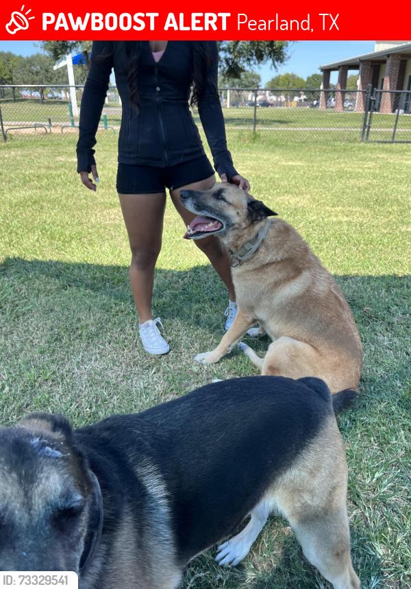 Lost Male Dog last seen East clear lake loop, Pearland, TX 77584