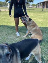 Lost Male Dog last seen East clear lake loop, Pearland, TX 77584