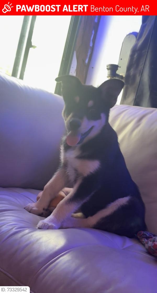 Lost Female Dog last seen Ervin McGarrah Rd Lowell, AR 72745 United States, Benton County, AR 72745