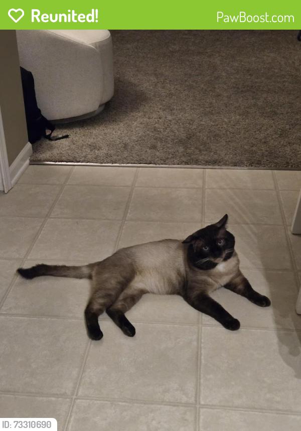 Reunited Male Cat last seen Near Caxton Ln,Brunswick OH 44212, Brunswick, OH 44212