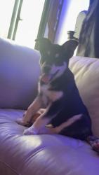 Lost Female Dog last seen Ervin McGarrah Rd Lowell, AR 72745 United States, Benton County, AR 72745