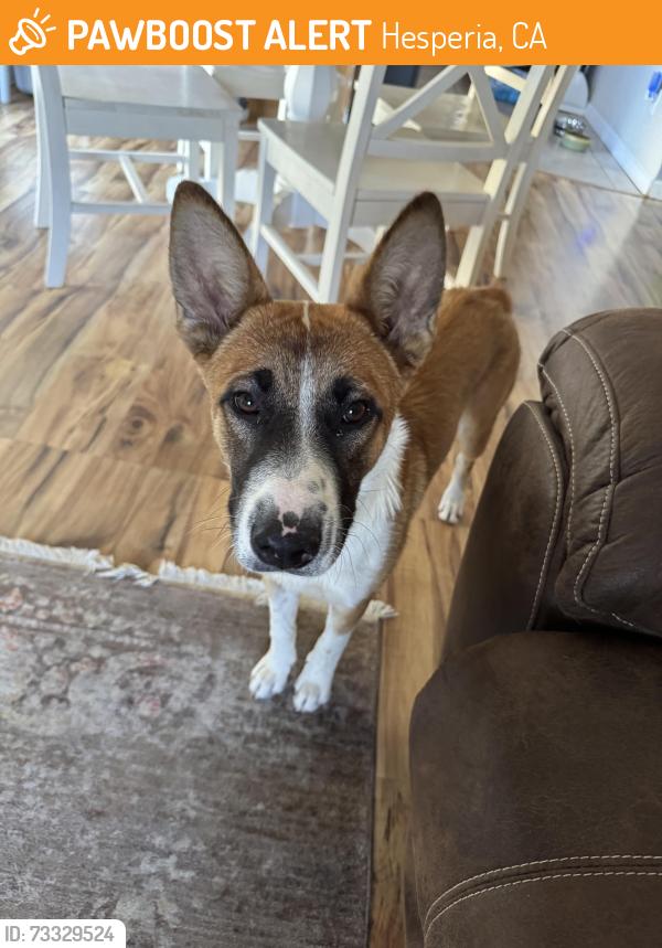 Found/Stray Male Dog last seen Seal beach dr. & Torrance ave in Hesperia off of Escondido, Hesperia, CA 92344