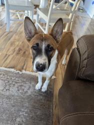 Found/Stray Male Dog last seen Seal beach dr. & Torrance ave in Hesperia off of Escondido, Hesperia, CA 92344