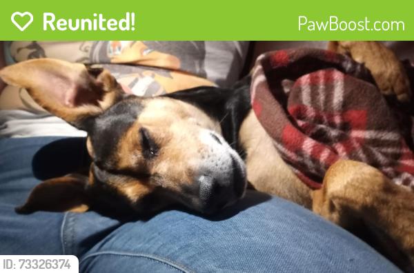 Reunited Male Dog last seen Harris Avenue, Sacramento, CA 95838