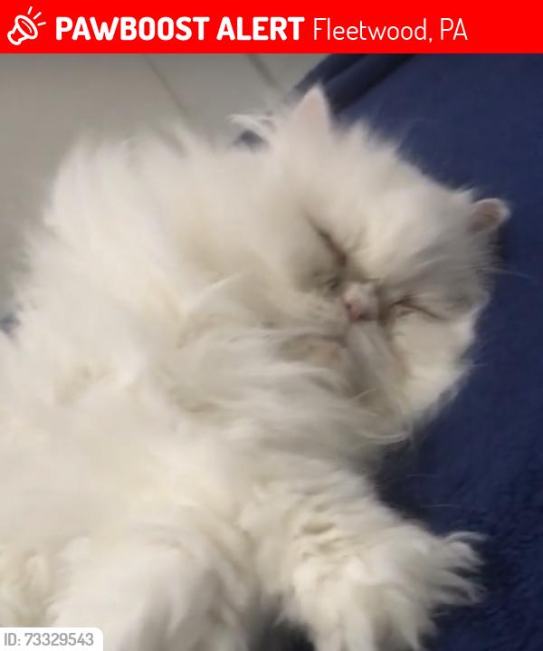 Lost Female Cat last seen near my hse 503 east locust st, Fleetwood, PA 19522