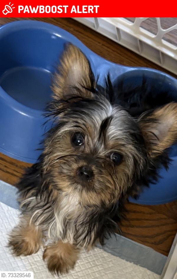Lost Female Dog last seen Tom street by the Wendy’s off five forks, Gwinnett County, GA 30047