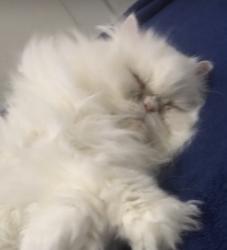 Lost Female Cat last seen near my hse 503 east locust st, Fleetwood, PA 19522