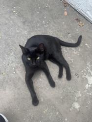 Found/Stray Unknown Cat last seen Contra costa blvd, Pleasant Hill, CA 94523