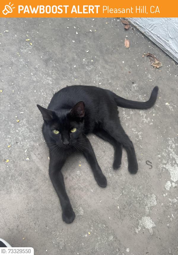 Found/Stray Unknown Cat last seen Contra costa blvd, Pleasant Hill, CA 94523