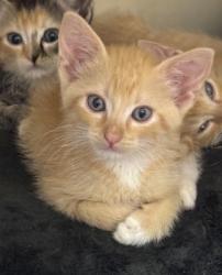 Shelter Stray Female Cat last seen Near Taffeta Ct, 30058, GA, 3280 Chamblee Dunwoody Rd, Chamblee, GA 30341, USA