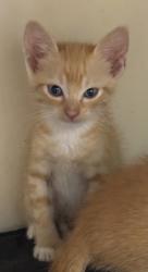 Shelter Stray Male Cat last seen Near Taffeta Ct, 30058, GA, 3280 Chamblee Dunwoody Rd, Chamblee, GA 30341, USA