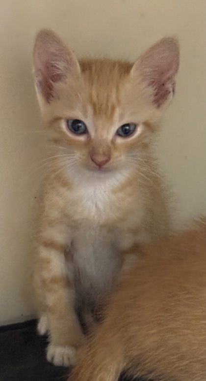 Shelter Stray Male Cat last seen Near Taffeta Ct, 30058, GA, 3280 Chamblee Dunwoody Rd, Chamblee, GA 30341, USA