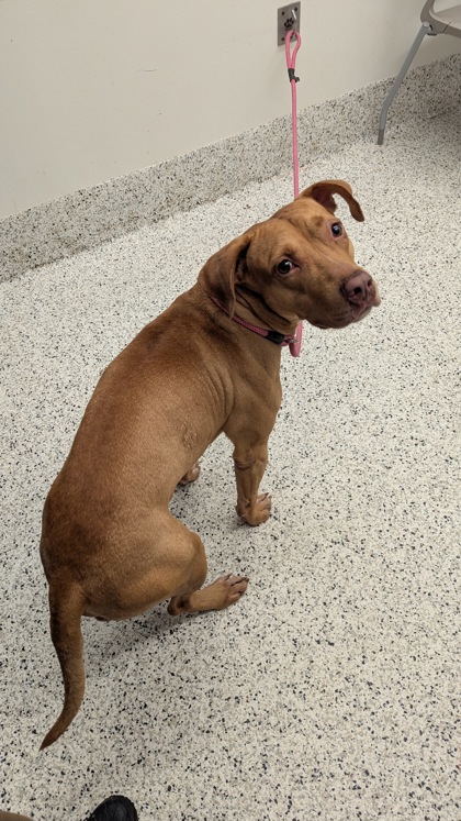Shelter Stray Male Dog last seen Near HARPER RD, Atlanta, GA, 1251 Fulton Industrial Blvd NW, Atlanta, GA 30336, USA