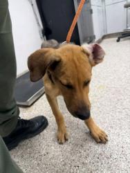 Shelter Stray Male Dog last seen Hemphill Rd, County/Unicorporated, NC, 1491 Business Park Ct, Gastonia, NC 28052, USA