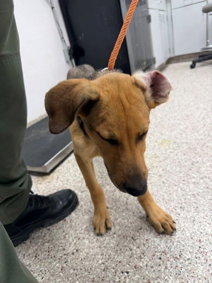 Shelter Stray Male Dog last seen Hemphill Rd, County/Unicorporated, NC, 1491 Business Park Ct, Gastonia, NC 28052, USA